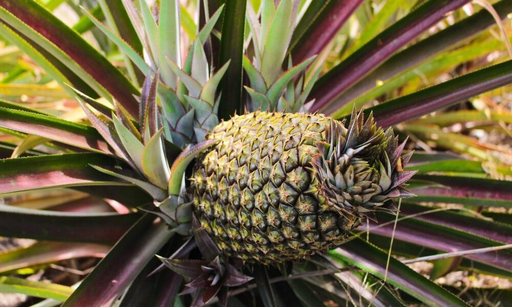 brenda matos desnuda