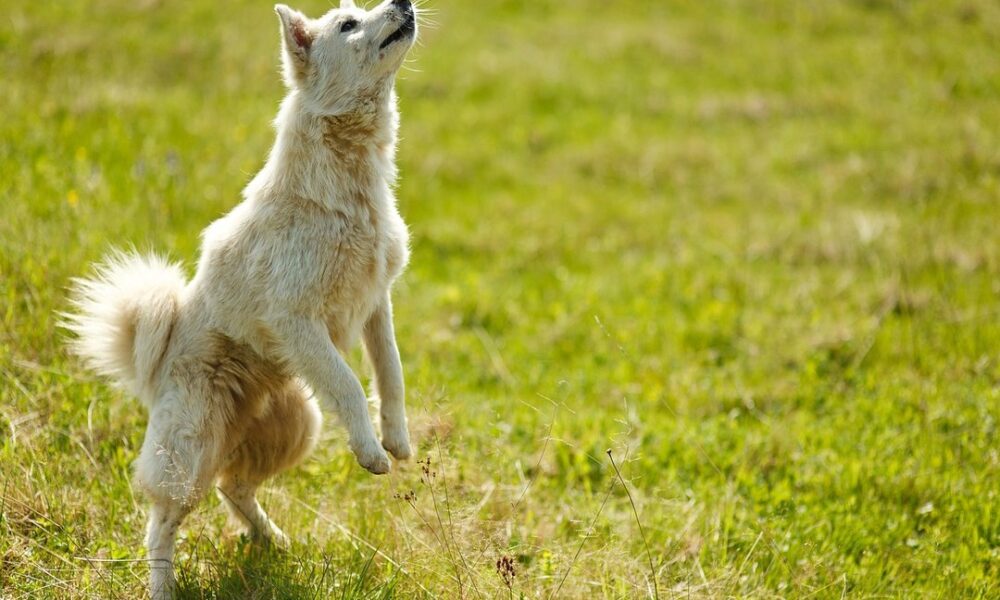 Home Tips and Tricks Heartomenal