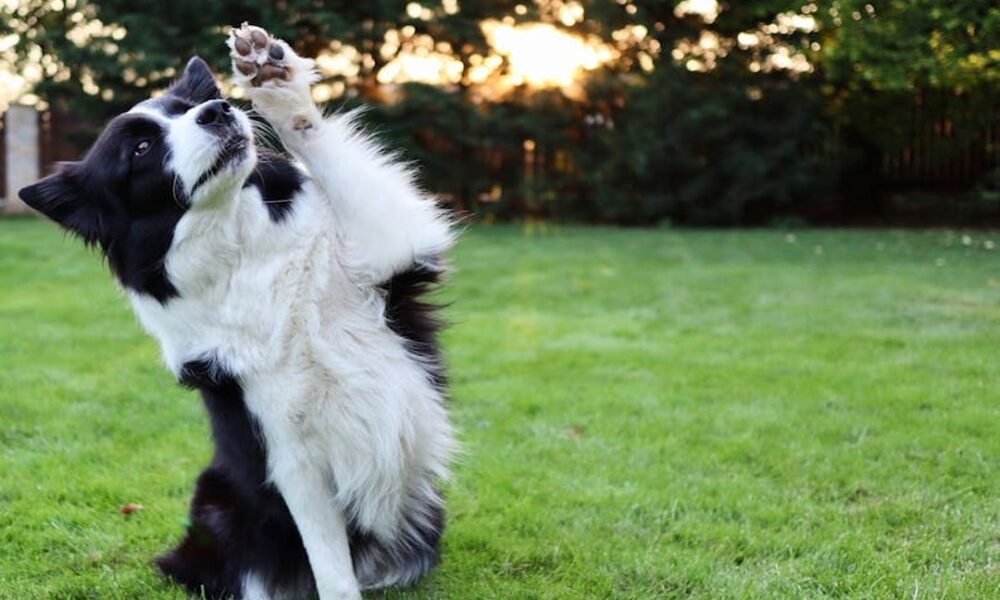 Homemendous Garden Tricks From Homehearted