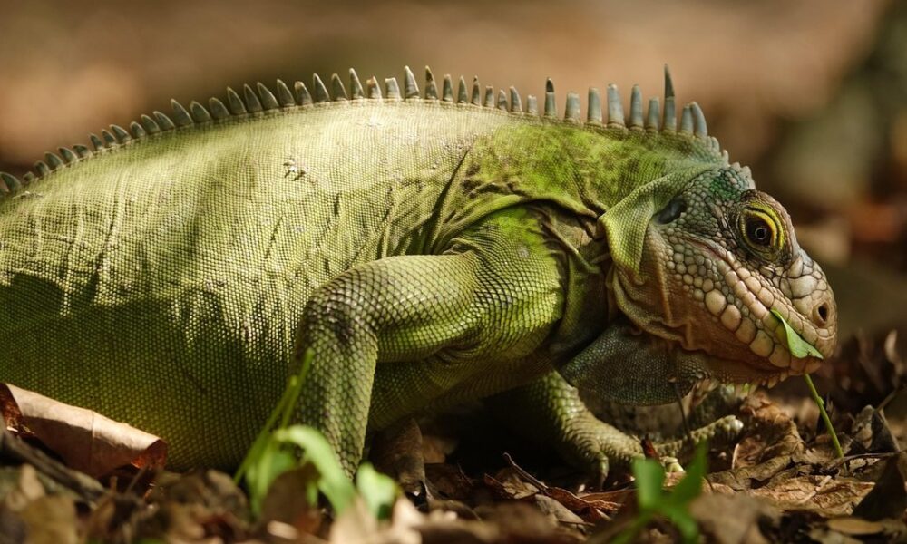 iguana poza discord