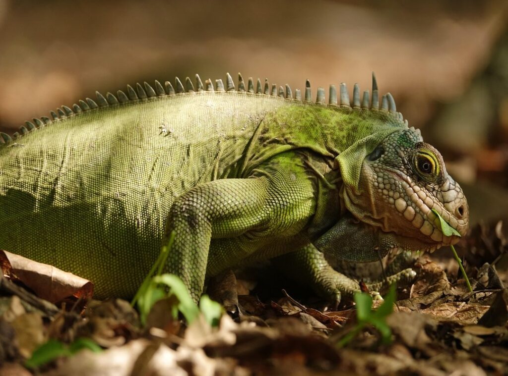 iguana poza discord