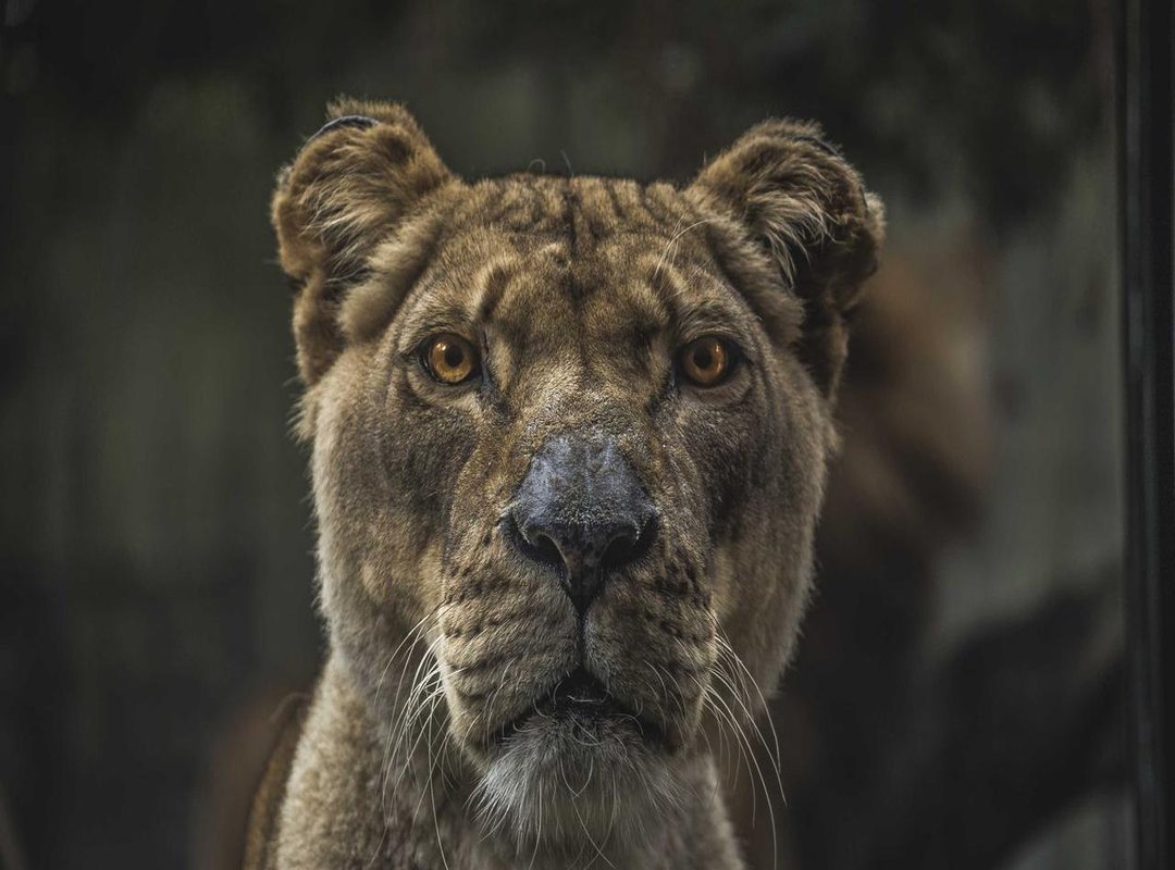 A Passion for Aviation: The High-Flying Assets