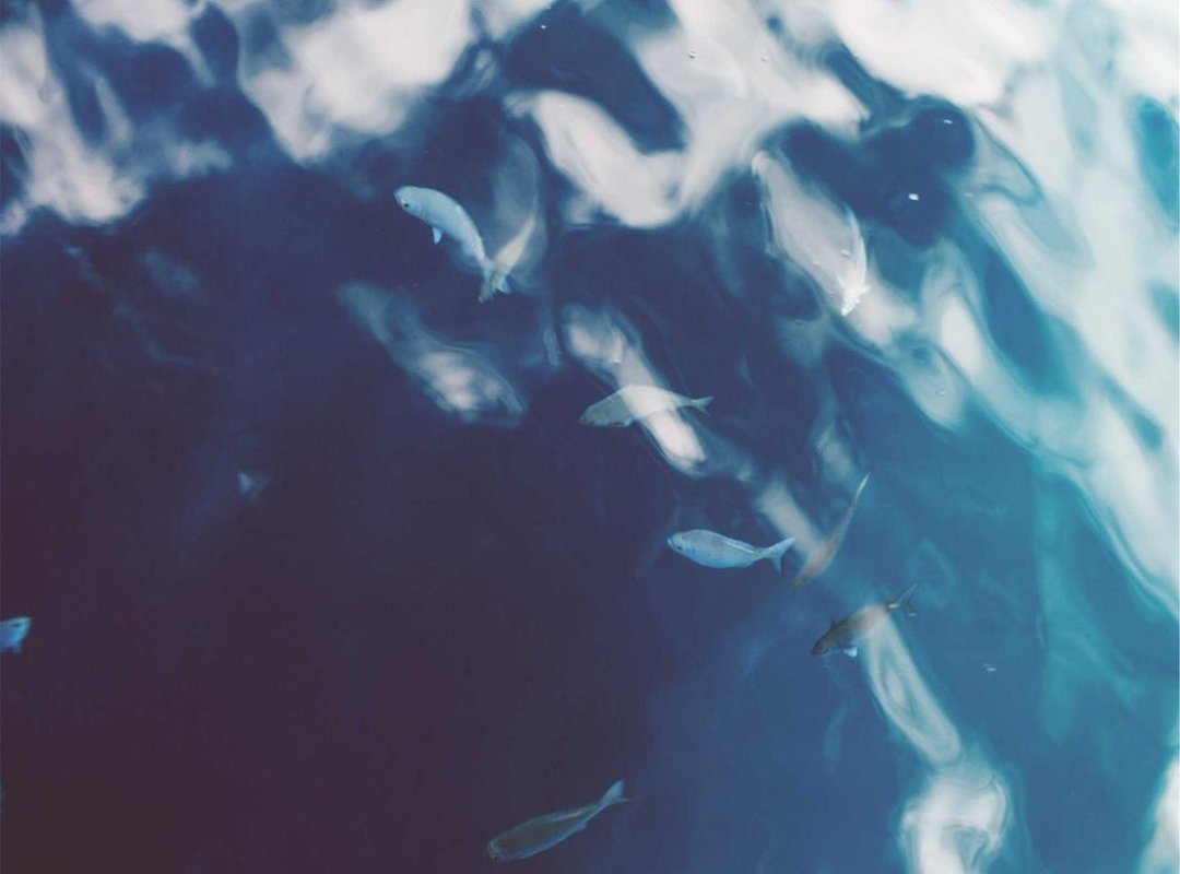 The Meaning Behind the Elephant: Symbolism and Brand Identity